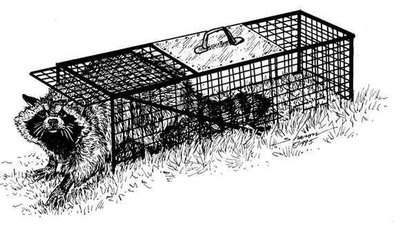 Drawing of a raccon in a trap